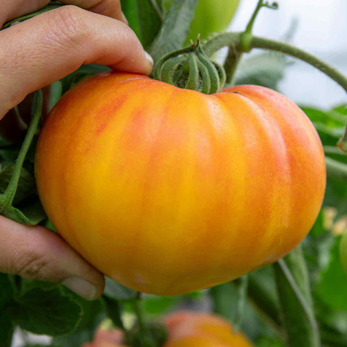 Cordon Tomato 'Gourmansun'