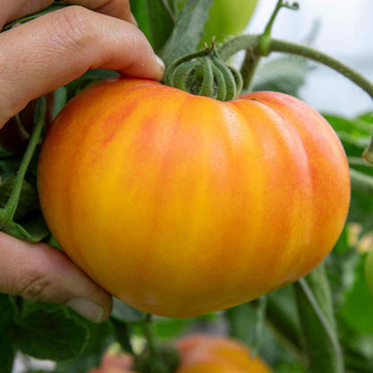 Cordon Tomato 'Gourmansun'