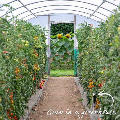 Cordon Tomato 'Gourmansun'