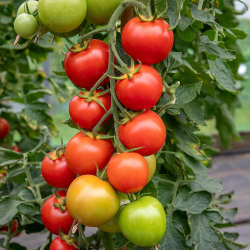 Cordon Tomato 'Moneymaker'