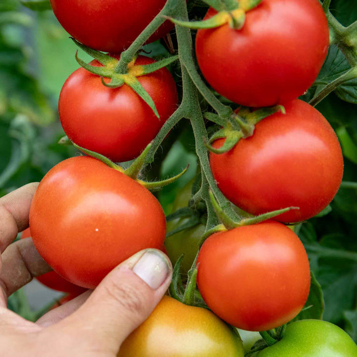 Cordon Tomato 'Moneymaker'