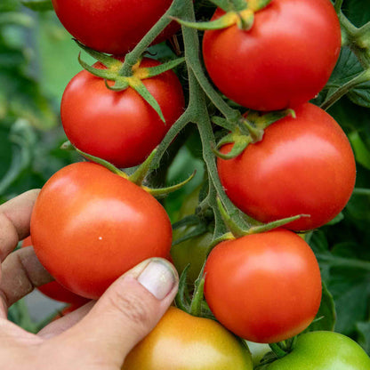 Cordon Tomato 'Moneymaker'