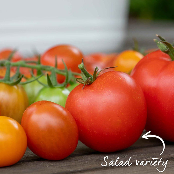 Cordon Tomato 'Moneymaker'