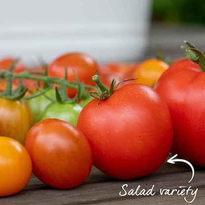 Cordon Tomato 'Moneymaker'