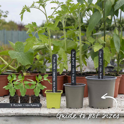 Cordon Tomato 'Moneymaker'