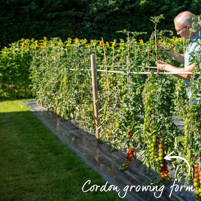 Cordon Tomato 'Moneymaker'