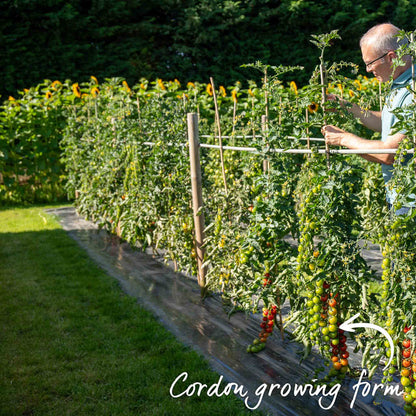 Cordon Tomato 'Moneymaker'