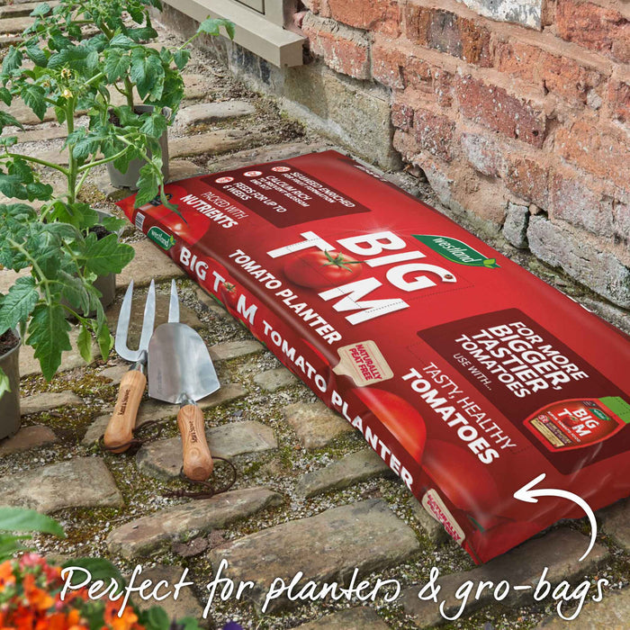 Cordon Tomato 'Moneymaker'