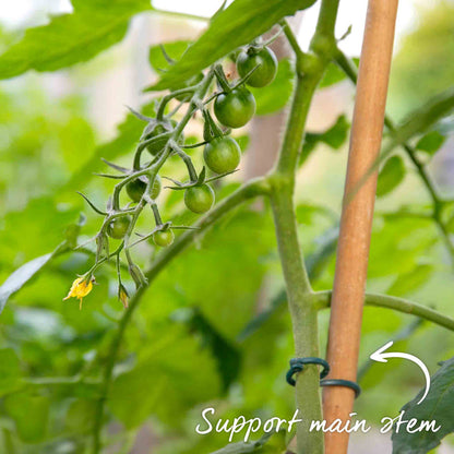 Cordon Tomato 'Moneymaker'
