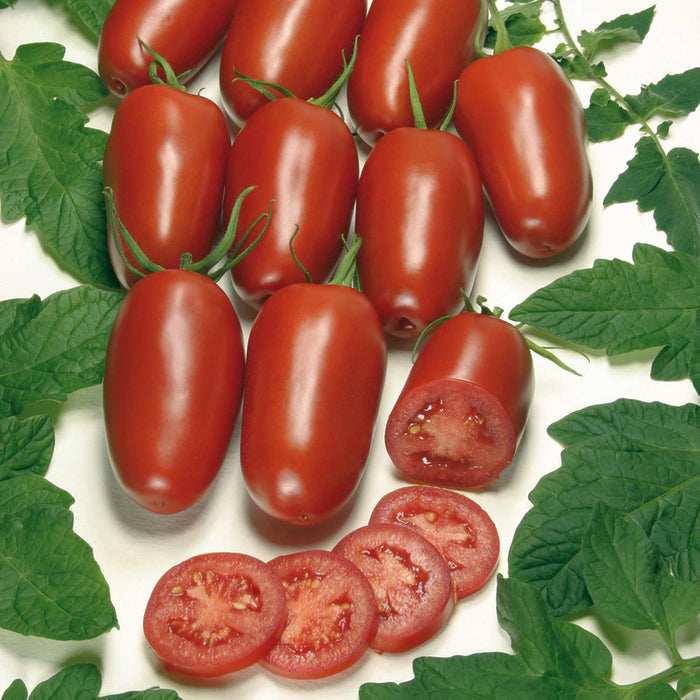 Cordon Tomato Seeds Organic 'Agro' F1