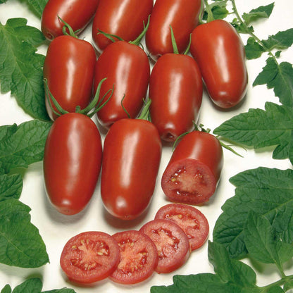 Cordon Tomato Seeds Organic 'Agro' F1