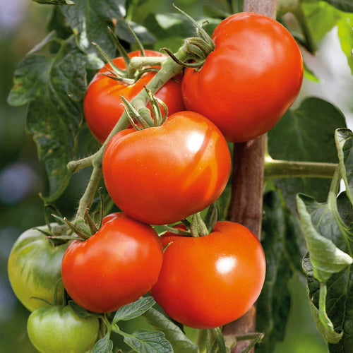 Cordon Tomato Seeds Organic 'Hamlet' F1