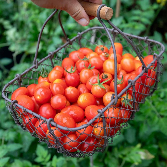 Cordon Tomato Seeds Organic 'Hamlet' F1