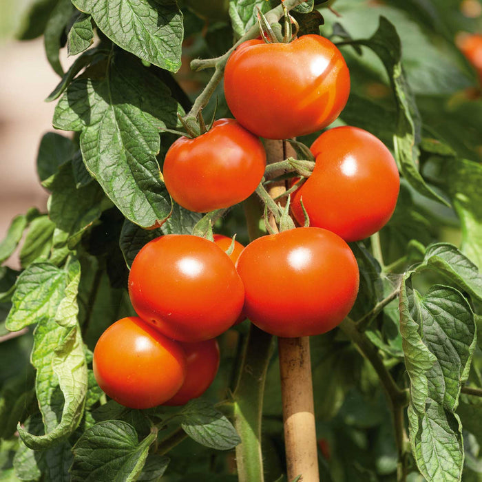 Cordon Tomato Seeds Organic 'Hamlet' F1