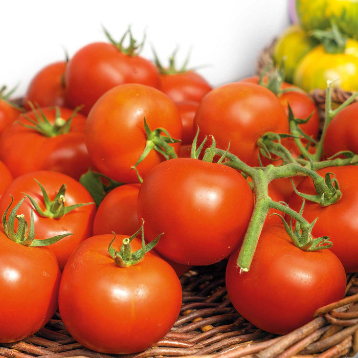Cordon Tomato Seeds Organic 'Hamlet' F1