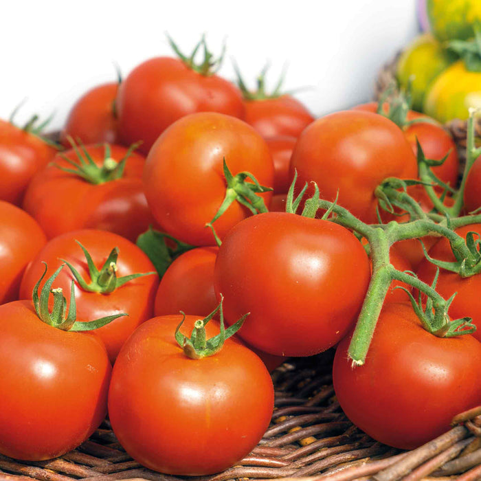 Cordon Tomato Seeds Organic 'Hamlet' F1