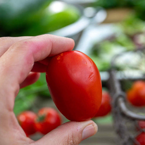 Cordon Tomato Seeds Organic 'Monterrey' F1