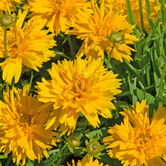 Coreopsis 'Double The Sun'