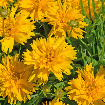 Coreopsis 'Double The Sun'