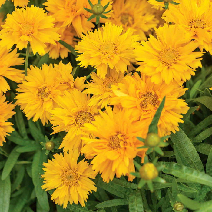 Coreopsis 'Double The Sun'