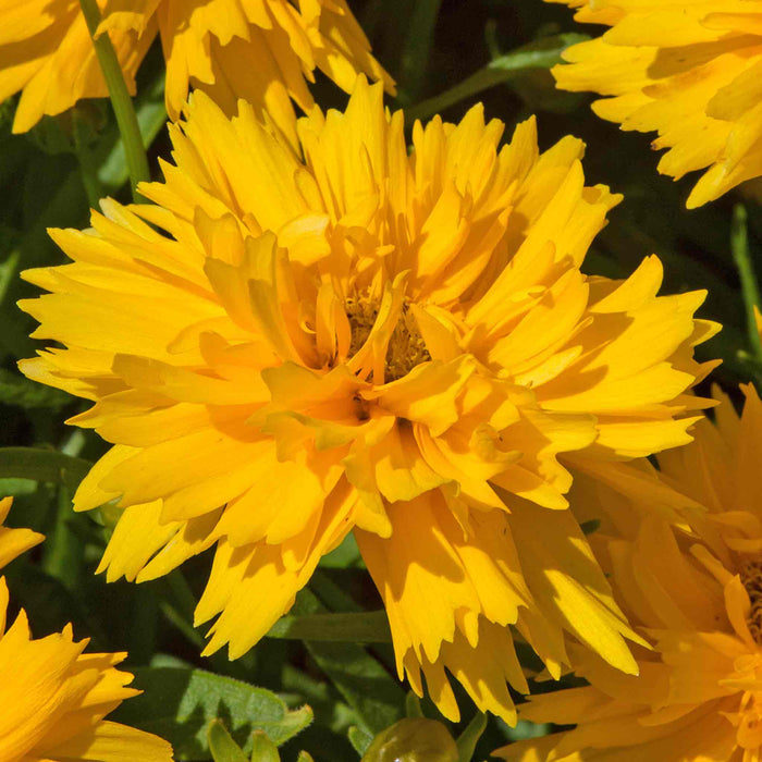 Coreopsis 'Double The Sun'