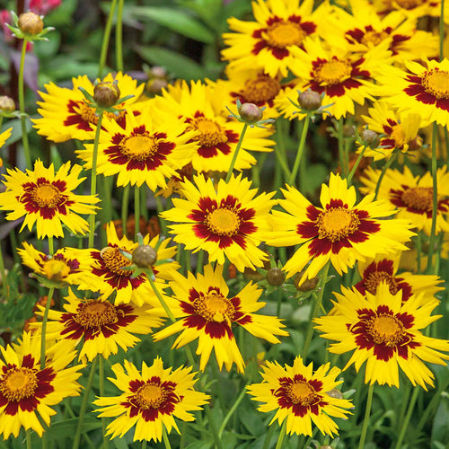 Coreopsis 'Sunkiss'
