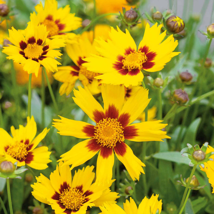 Coreopsis 'Sunkiss'