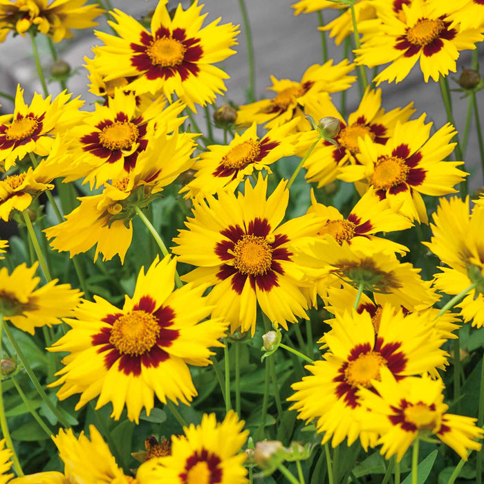 Coreopsis 'Sunkiss'