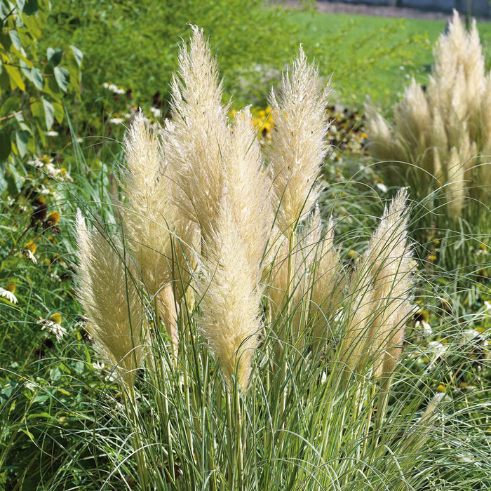 Cortaderia selloana 'Tiny Pampa'