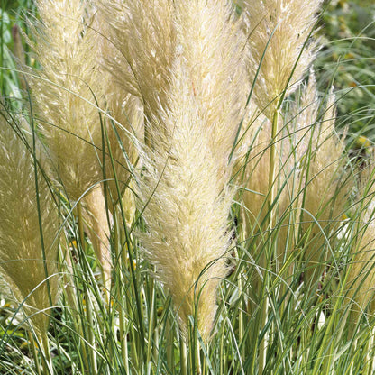 Cortaderia selloana 'Tiny Pampa'