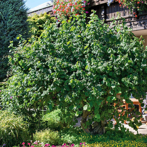 Corylus Avelana 'Contorta'
