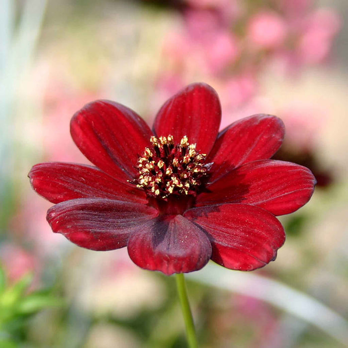 Cosmos 'Chocamocha'