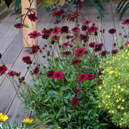 Cosmos 'Chocamocha'