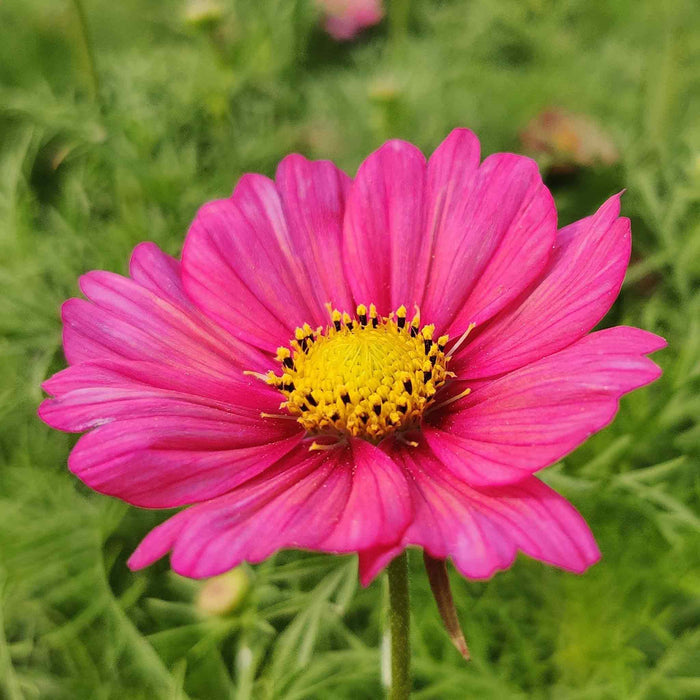 Cosmos Seeds 'Xsenia'