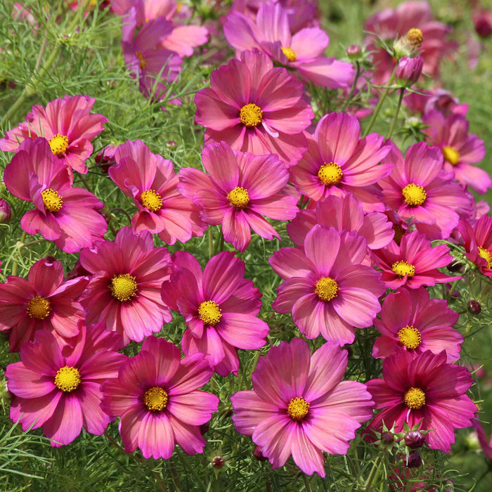 Cosmos Seeds 'Xsenia'