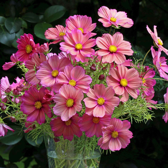 Cosmos Seeds 'Xsenia'