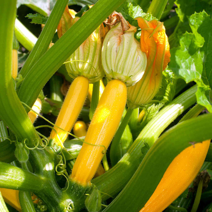 Courgette Collection