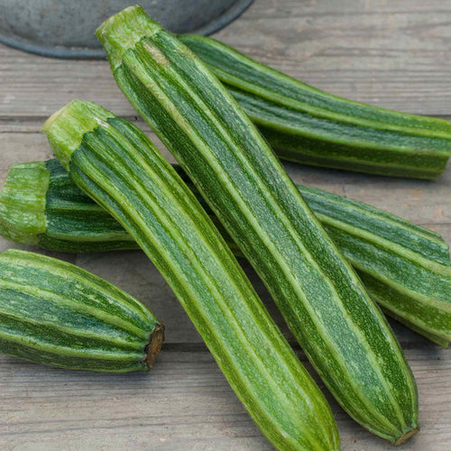 Courgette 'Romanesco Latino'