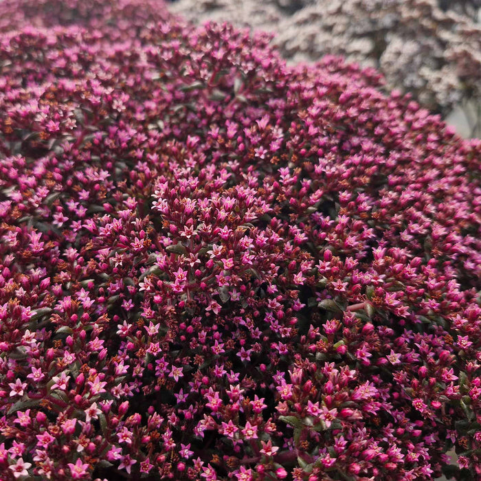 Crassula 'Starlights Ruby'