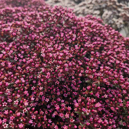 Crassula 'Starlights Ruby'