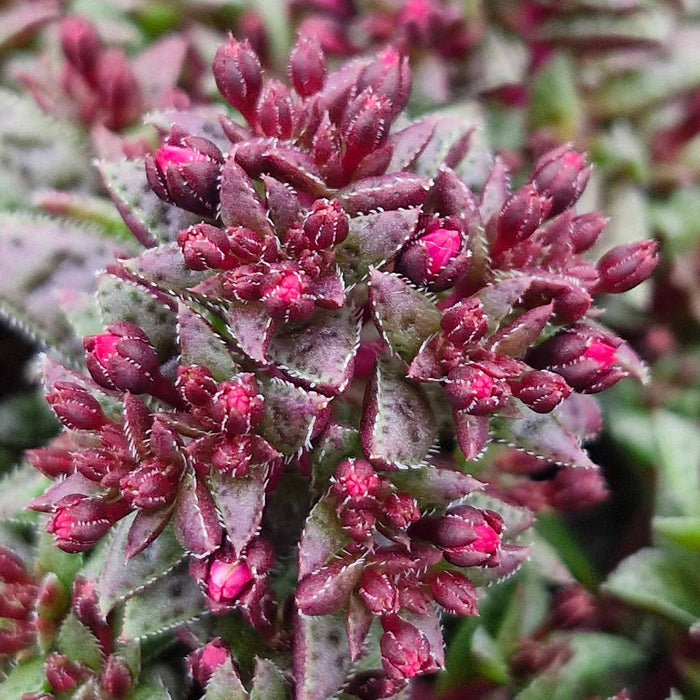 Crassula 'Starlights Ruby'