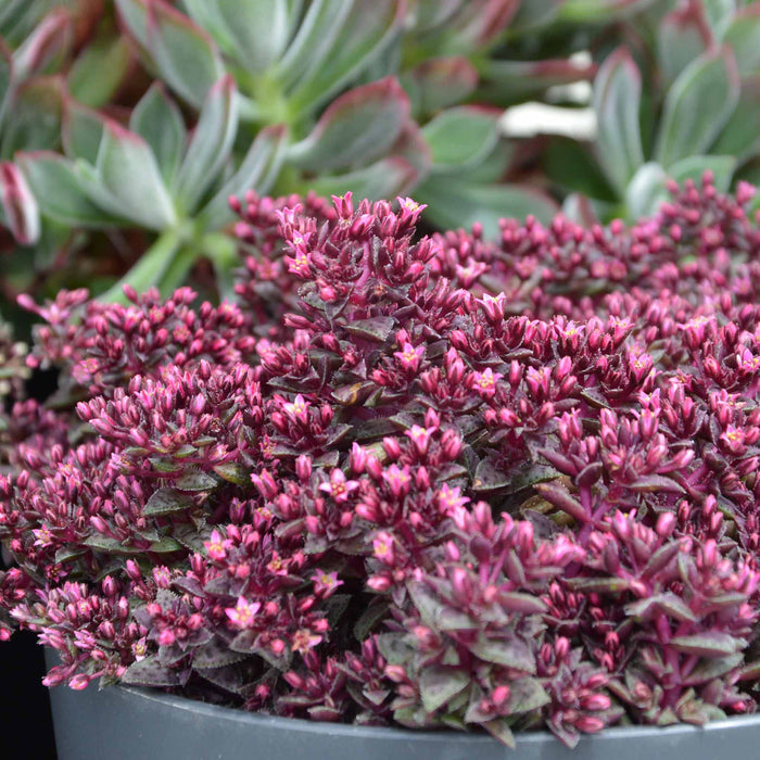 Crassula 'Starlights Ruby'