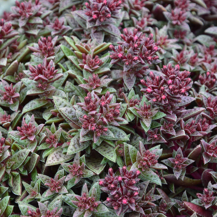 Crassula 'Starlights Ruby'