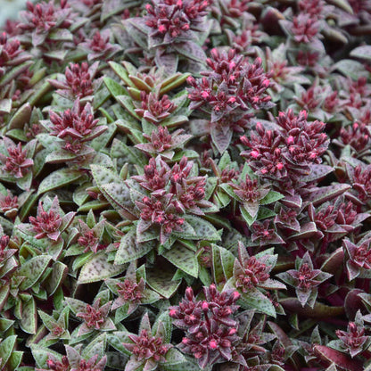 Crassula 'Starlights Ruby'