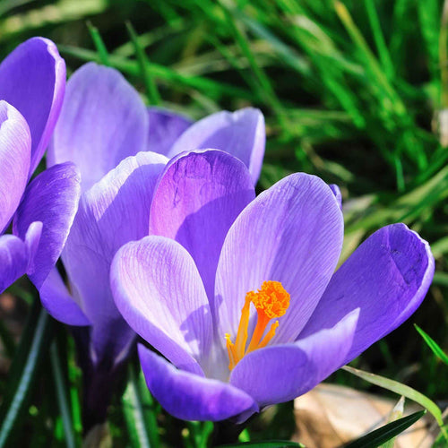 Crocus 'Grand Maitre'