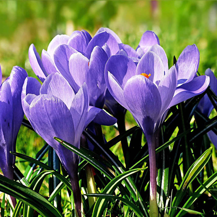 Crocus 'Grand Maitre'
