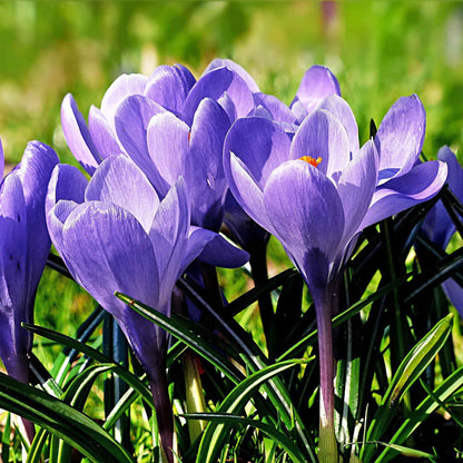 Crocus 'Grand Maitre'