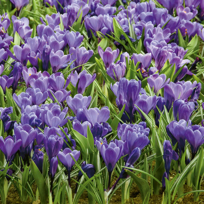 Crocus 'Grand Maitre'