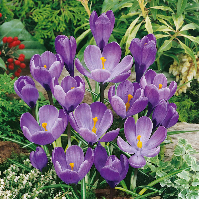 Crocus 'Grand Maitre'