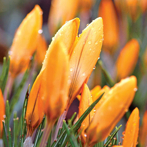 Crocus 'Orange Monarch'